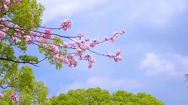 4k实拍春日自然风光阳光下樱花花朵视频的预览图